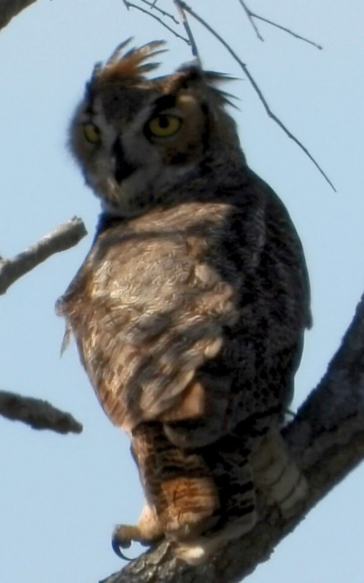 Great Horned Owl - ML399610601