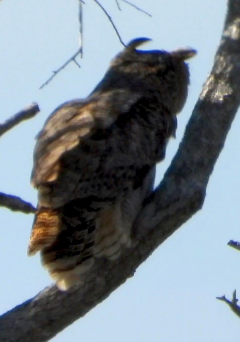 Great Horned Owl - ML399610621