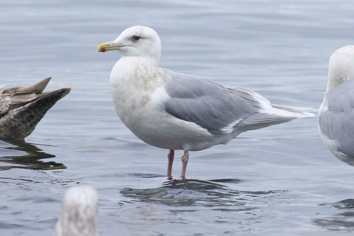 white-winged gull sp. - ML399612081