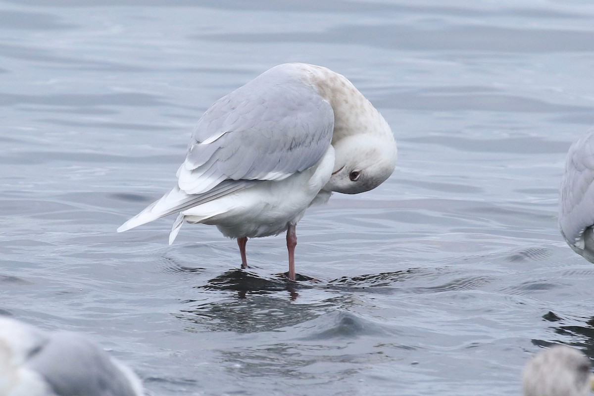 white-winged gull sp. - ML399612171