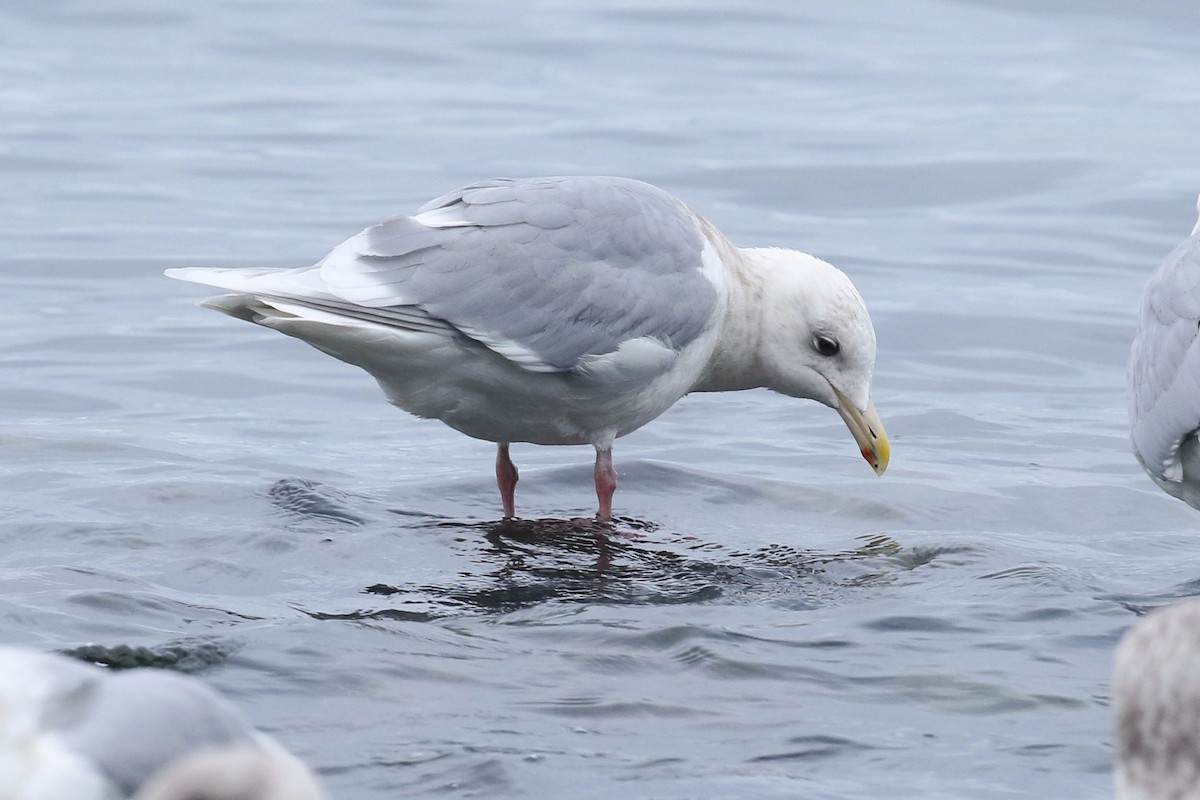 white-winged gull sp. - ML399612181