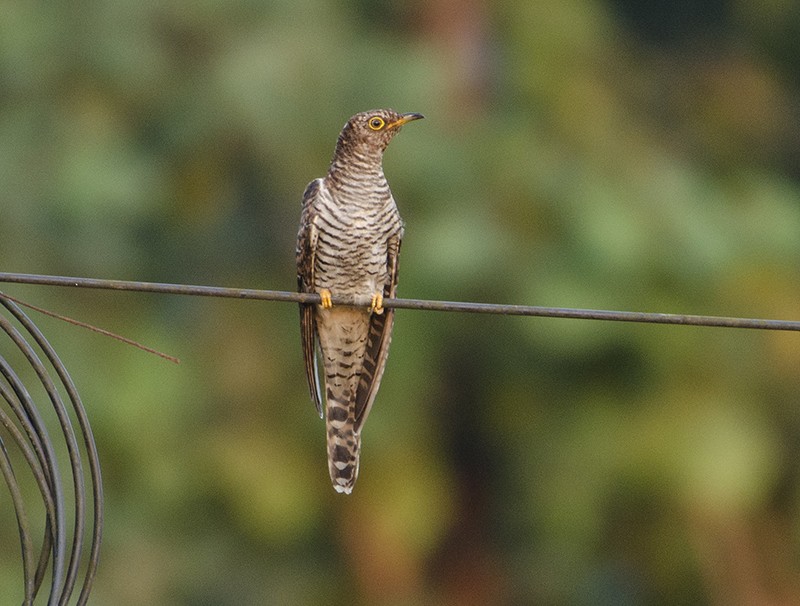 Common Cuckoo - Omkar Dharwadkar