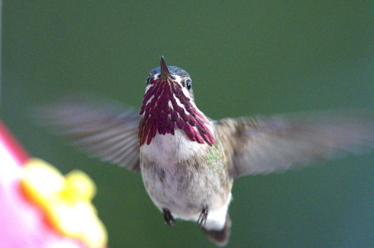 Calliope Hummingbird - ML399621431