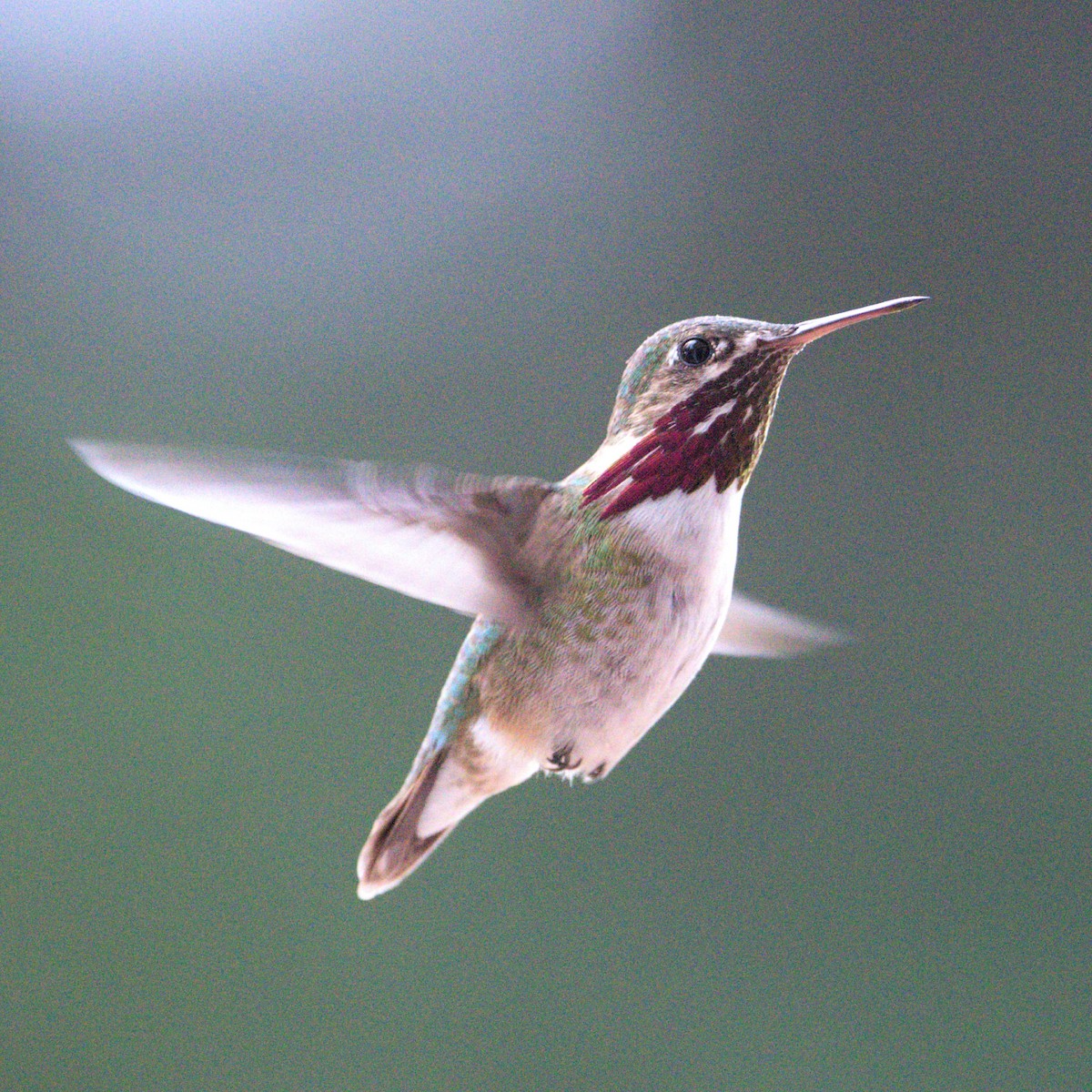 Calliope Hummingbird - ML399621681