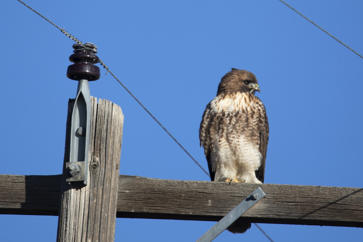 Red-tailed Hawk - ML399625241