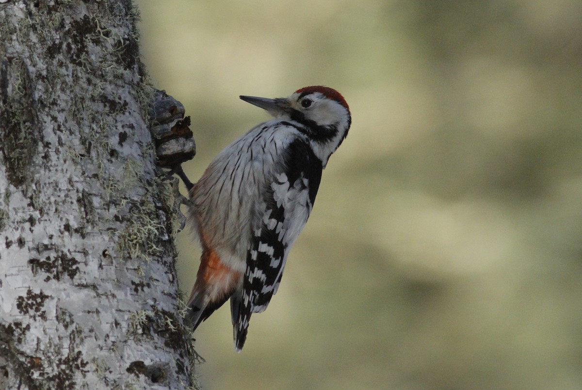 White-backed Woodpecker - ML399627551