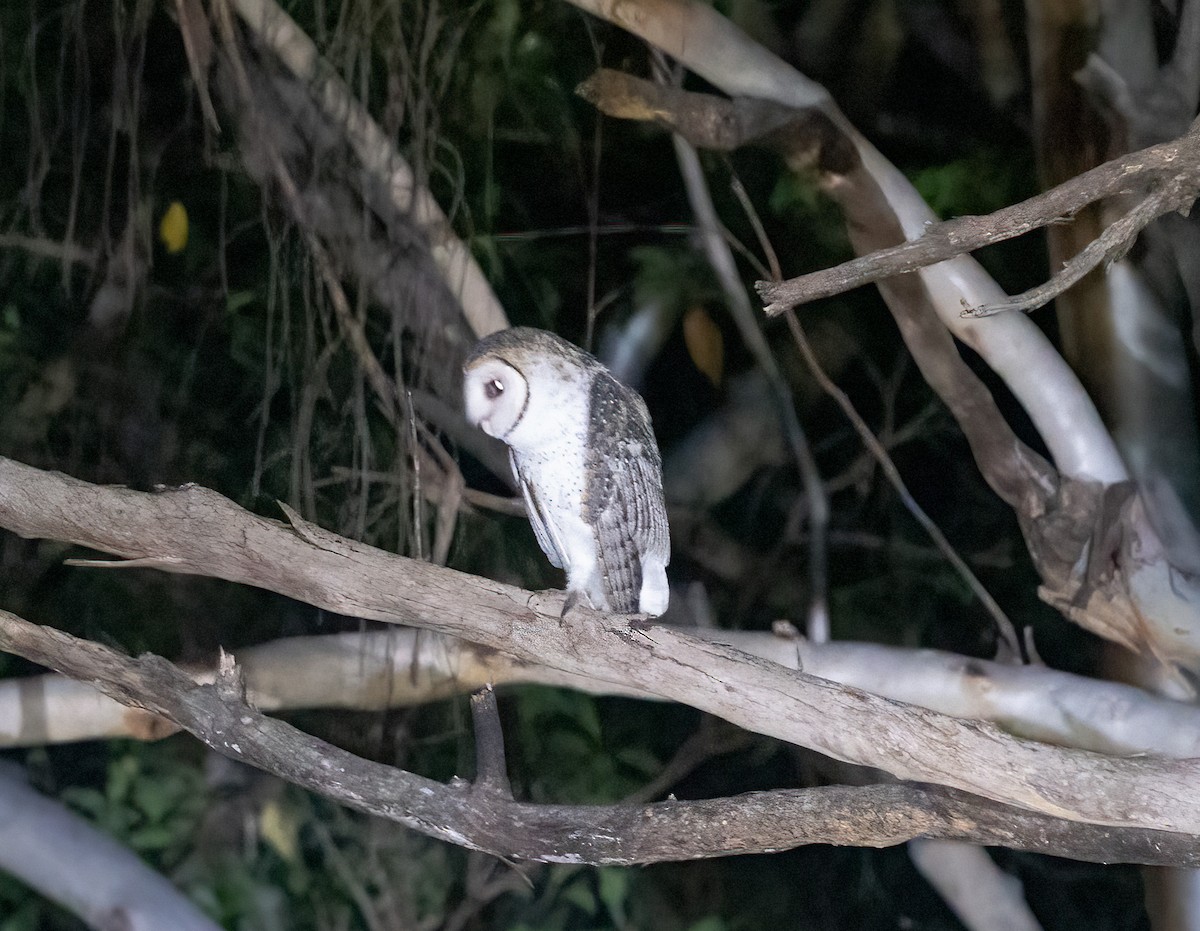 Australian Masked-Owl - ML399630481