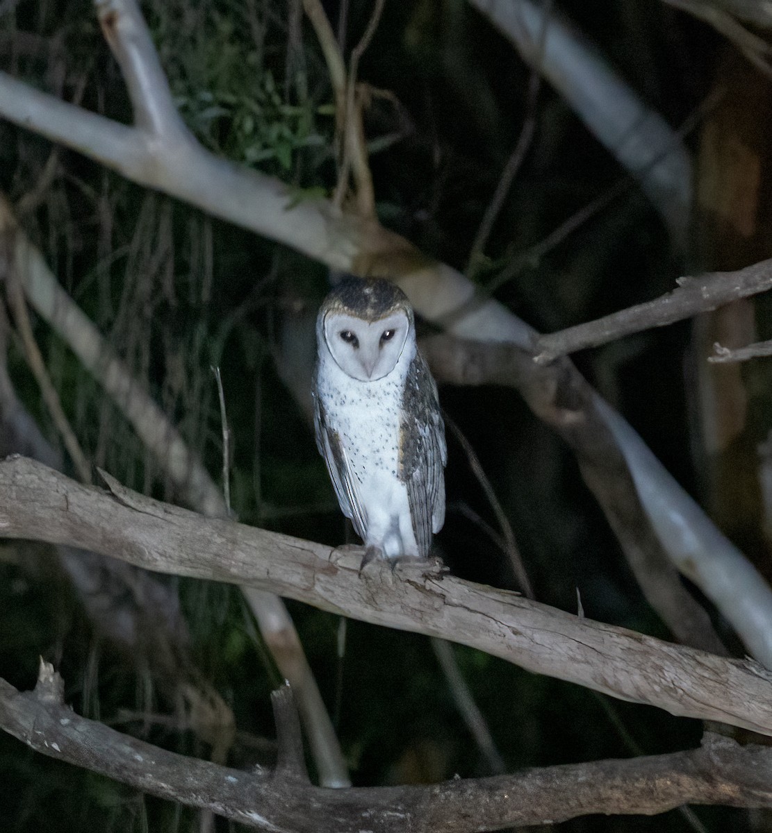 Australian Masked-Owl - ML399630491
