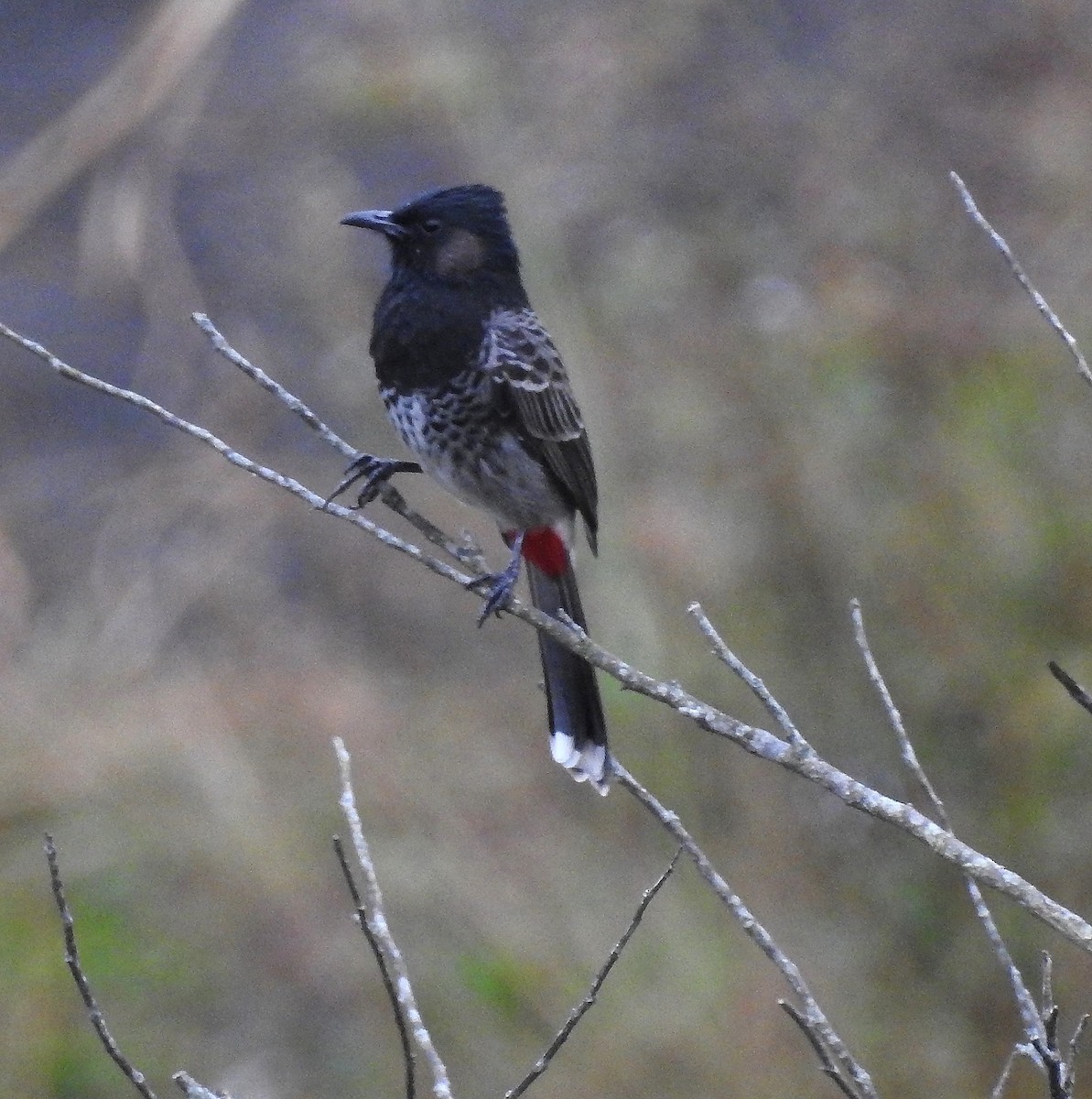Red-vented Bulbul - ML39963111