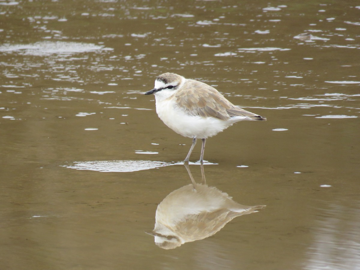 White-fronted Plover - ML39963331