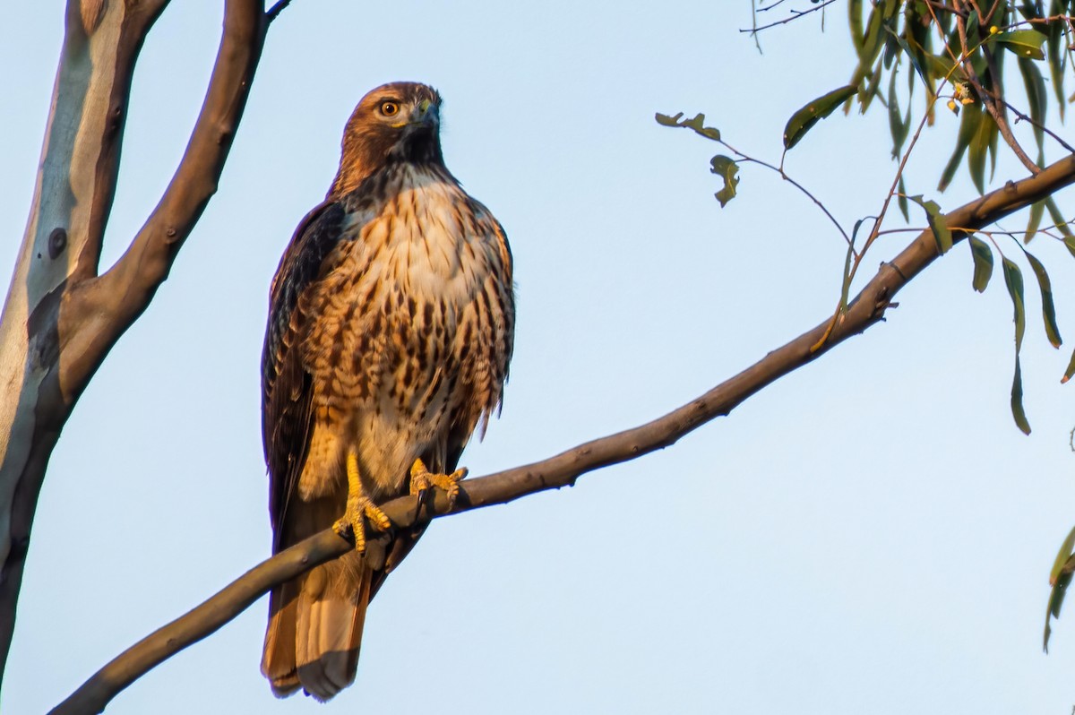 Red-tailed Hawk - ML399633751