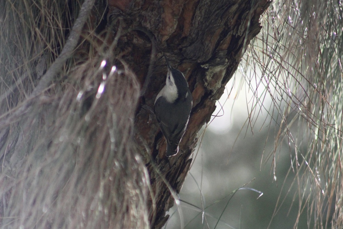 White-breasted Nuthatch (Pacific) - ML399634881
