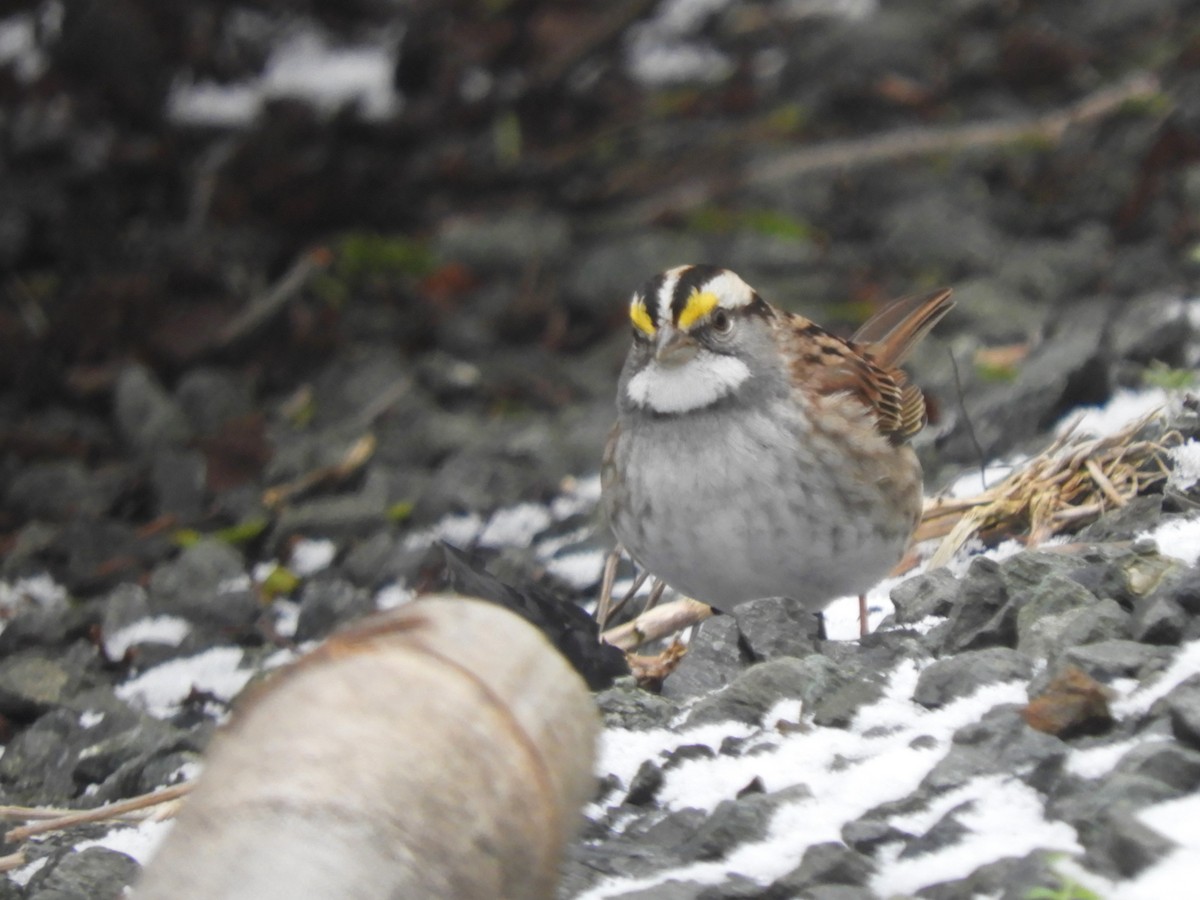 White-throated Sparrow - ML399635411