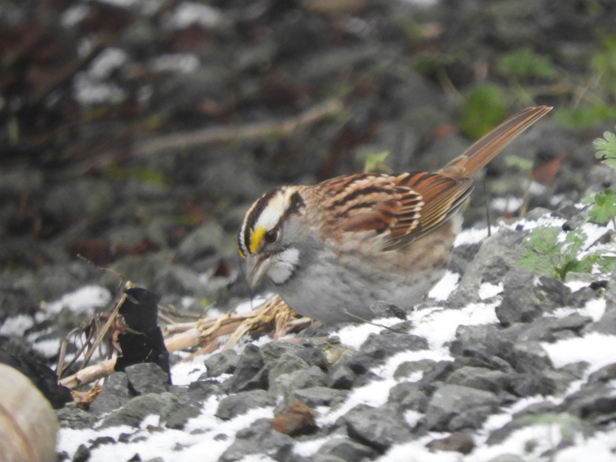 White-throated Sparrow - ML399635421