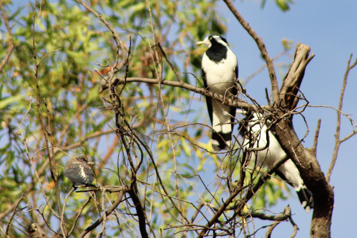 White-breasted Woodswallow - ML399640171