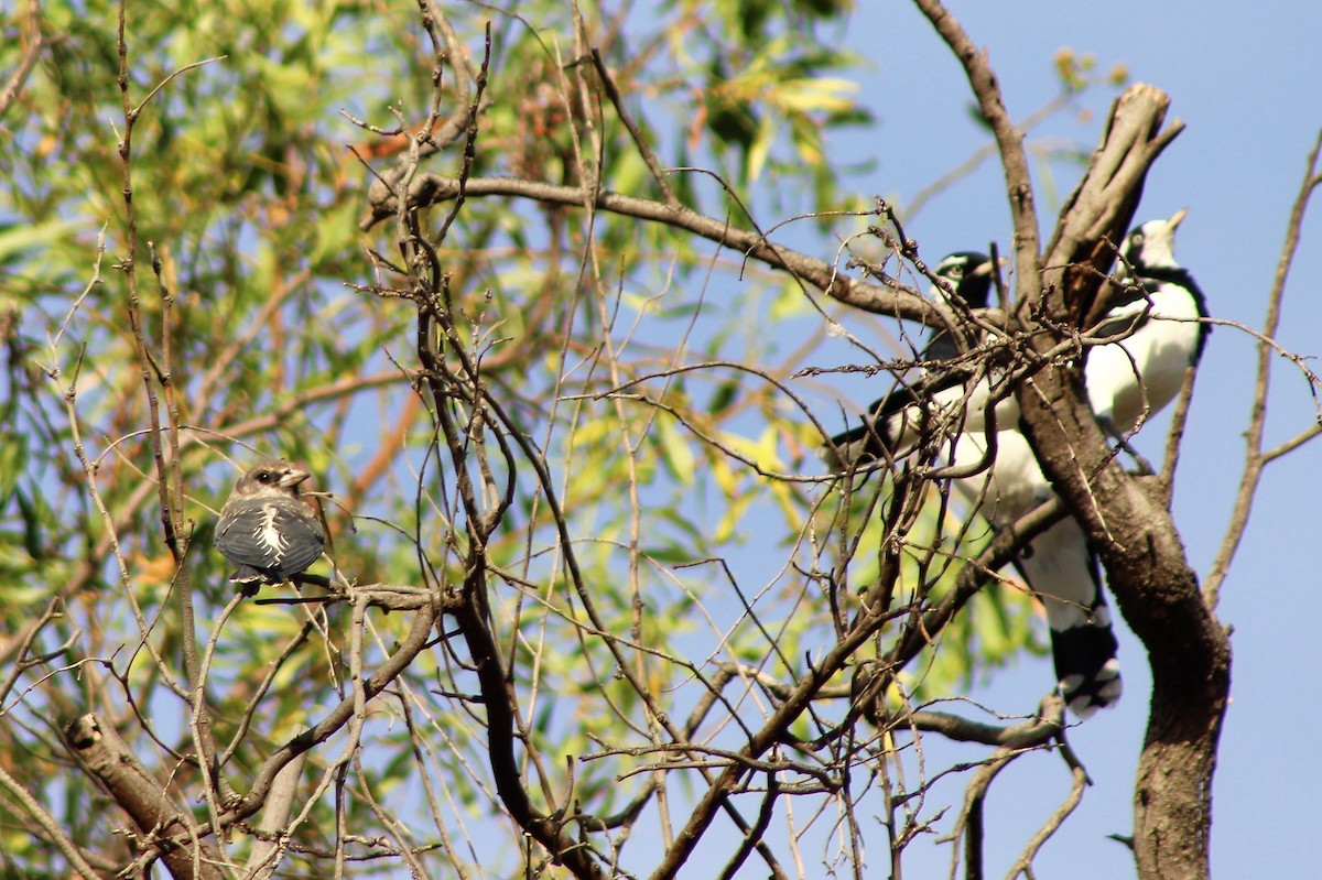 White-breasted Woodswallow - ML399640181
