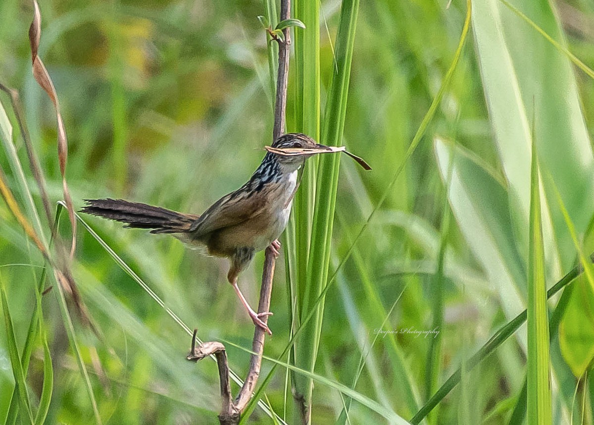 Indian Grassbird - ML399642401
