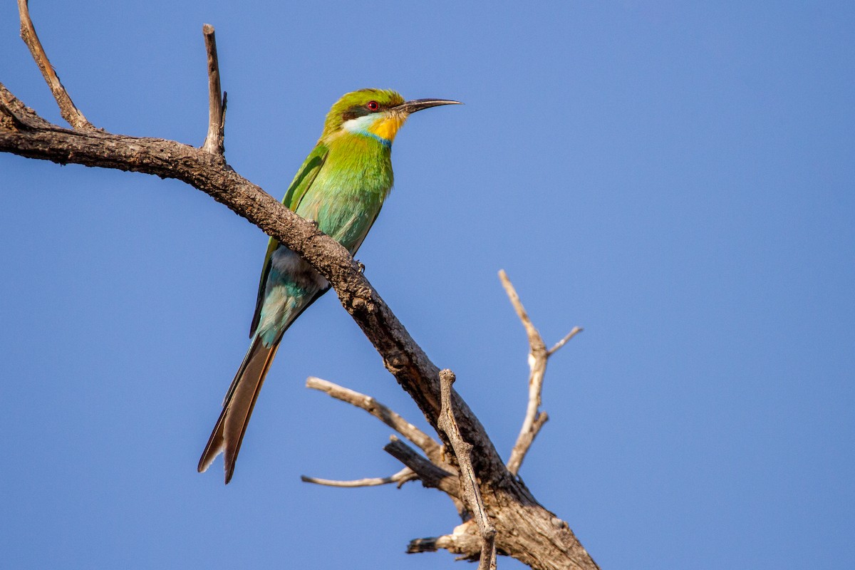Swallow-tailed Bee-eater - ML399645181