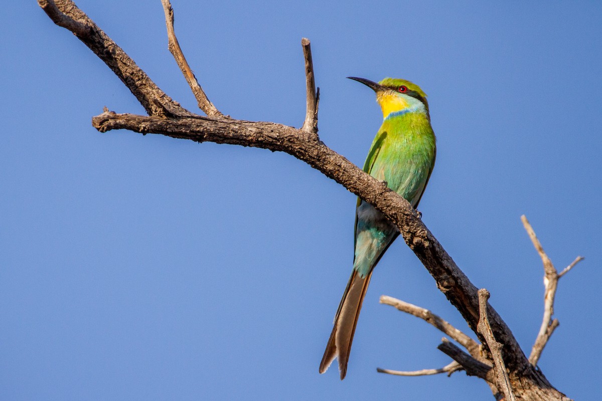 Swallow-tailed Bee-eater - ML399645261