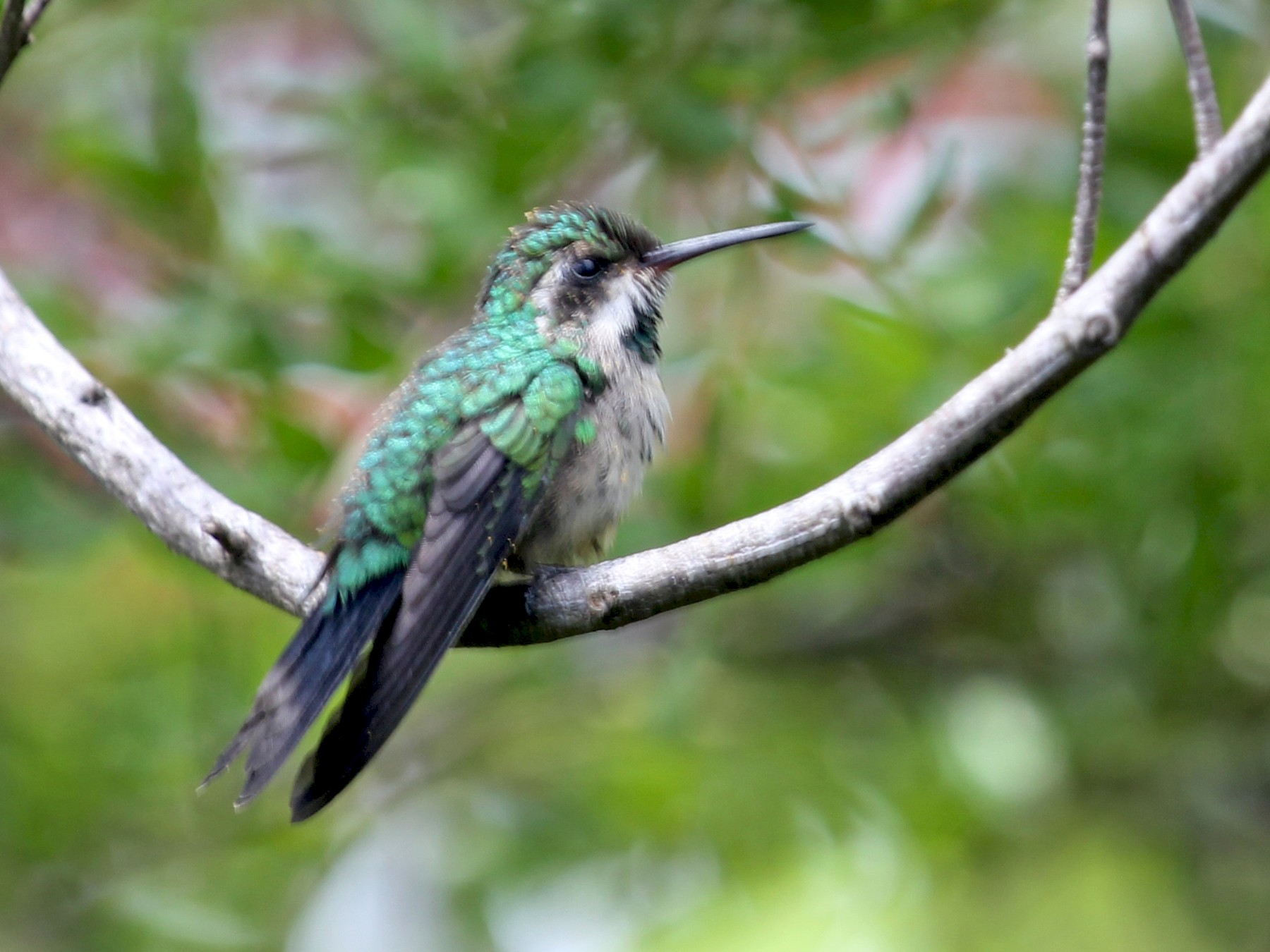 Canivet's Emerald - Jim Levenson