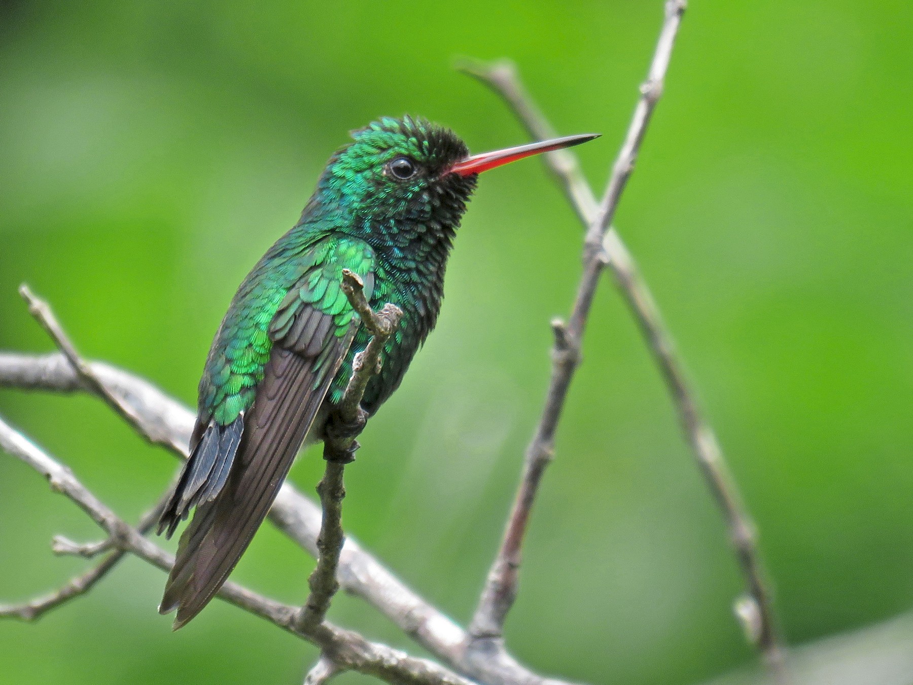 Canivet's Emerald - John van Dort