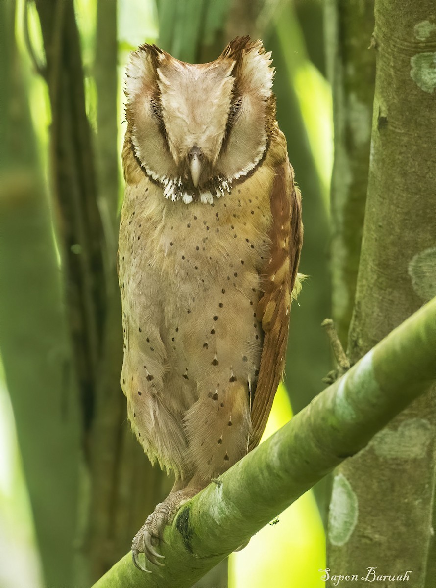 Oriental Bay-Owl - SAPON BARUAH