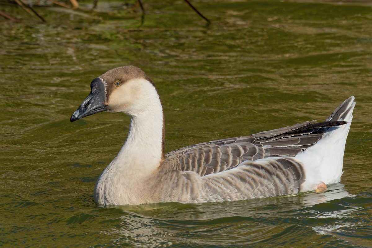 Swan Goose (Domestic type) - ML399656051