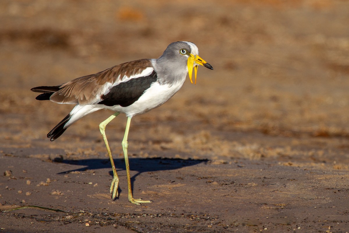 White-crowned Lapwing - Cameron Pearce