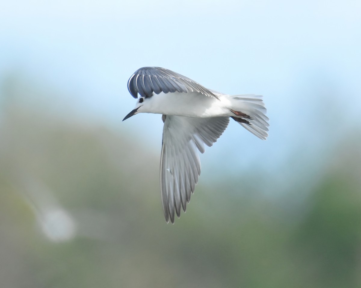 White-winged Tern - ML399670271