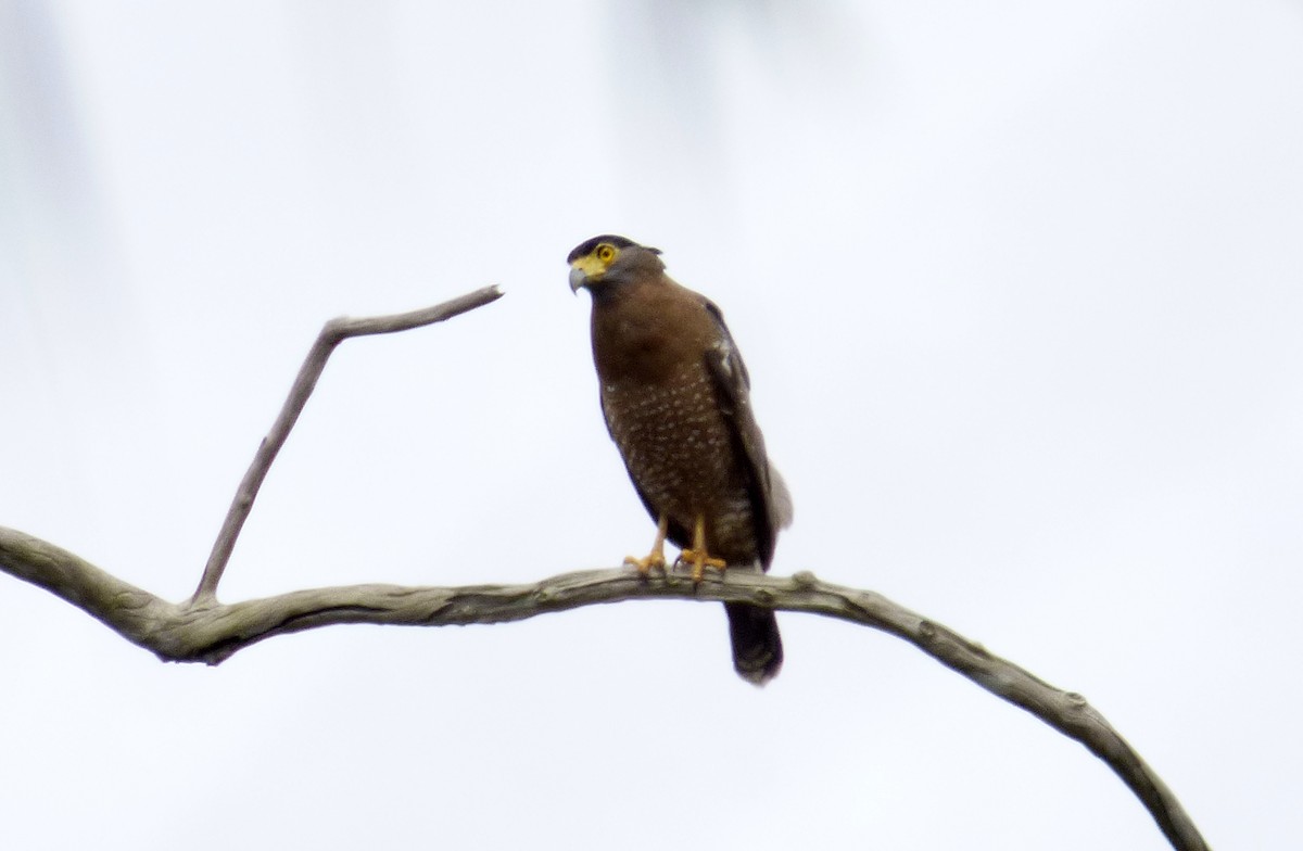 Crested Serpent-Eagle - ML39967141