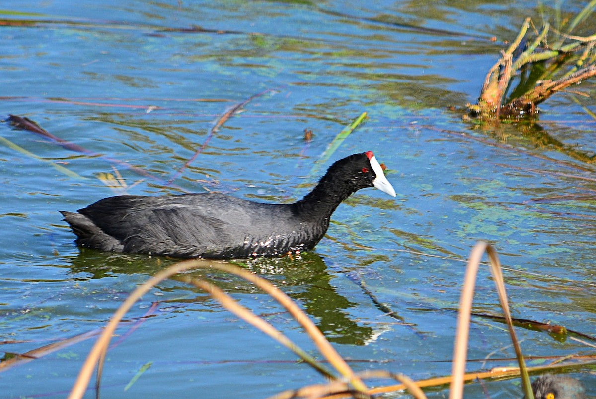 Red-knobbed Coot - ML399673081