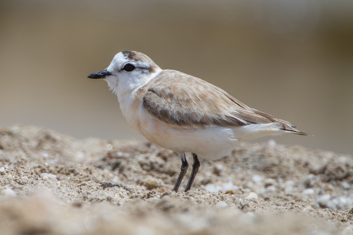 White-fronted Plover - ML399674871