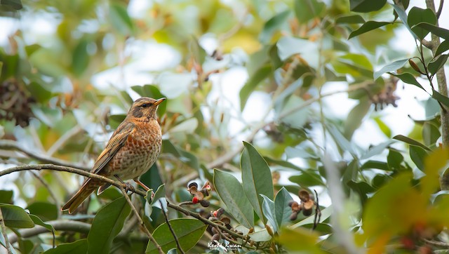 ハチジョウツグミ Ebird