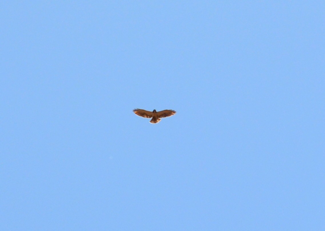 Short-tailed Hawk - ML399687791