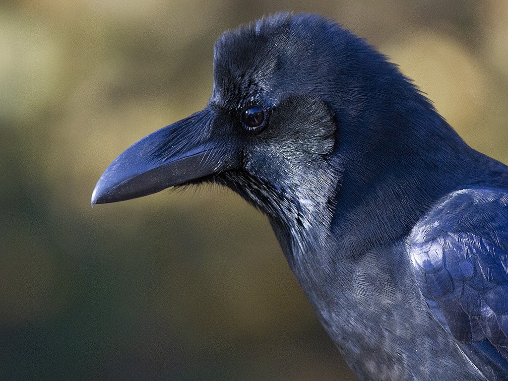 Large-billed Crow (Large-billed) - ML399688061
