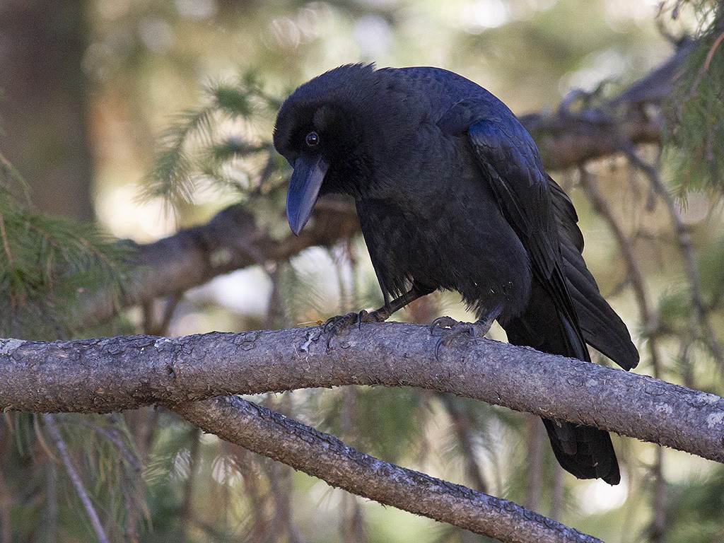 Large-billed Crow (Large-billed) - ML399688391