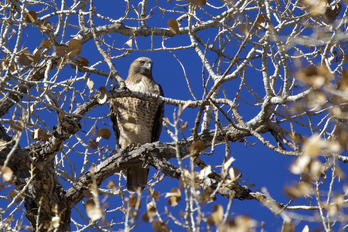 Red-tailed Hawk - ML399689161