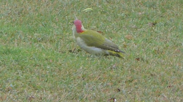 Eurasian Green Woodpecker - ML399690301
