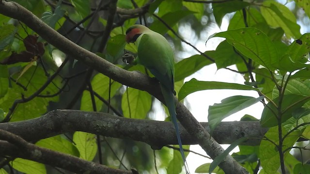 Long-tailed Parakeet - ML399691681