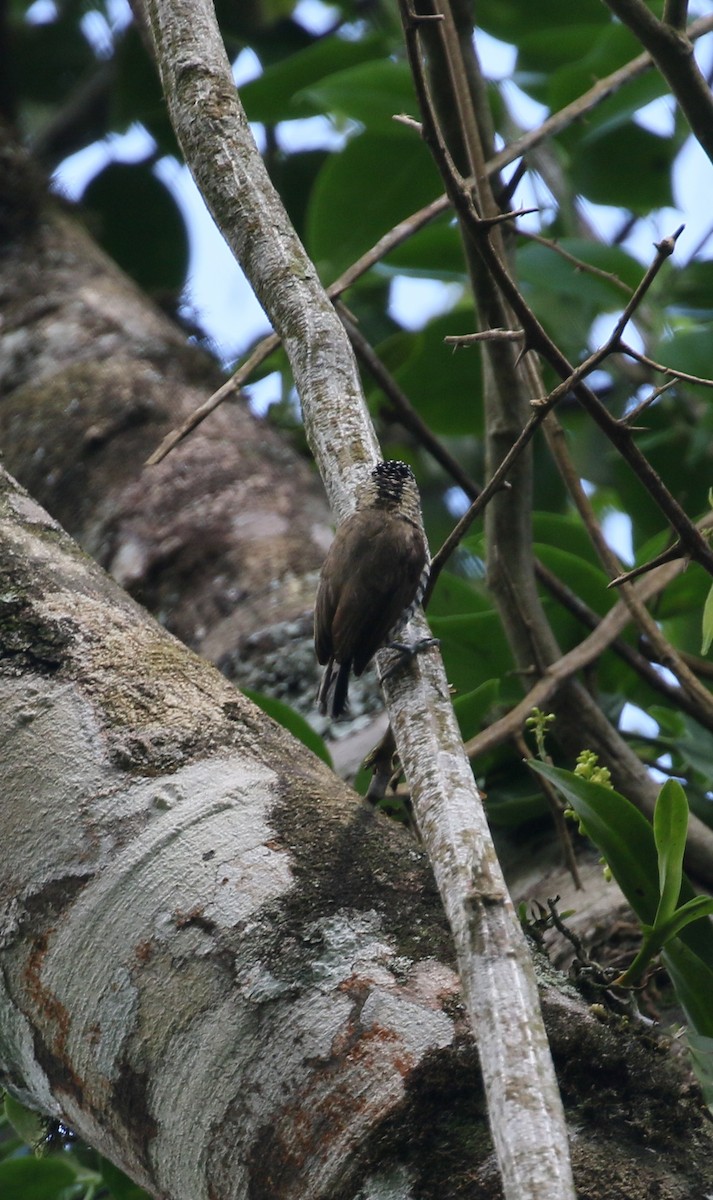 White-barred Piculet - ML399695661