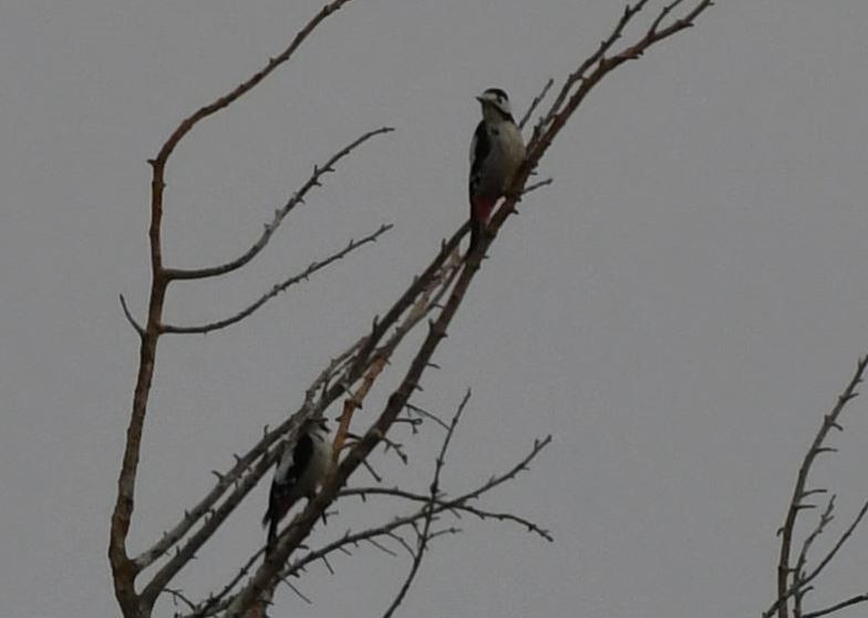 Syrian Woodpecker - ML399712511