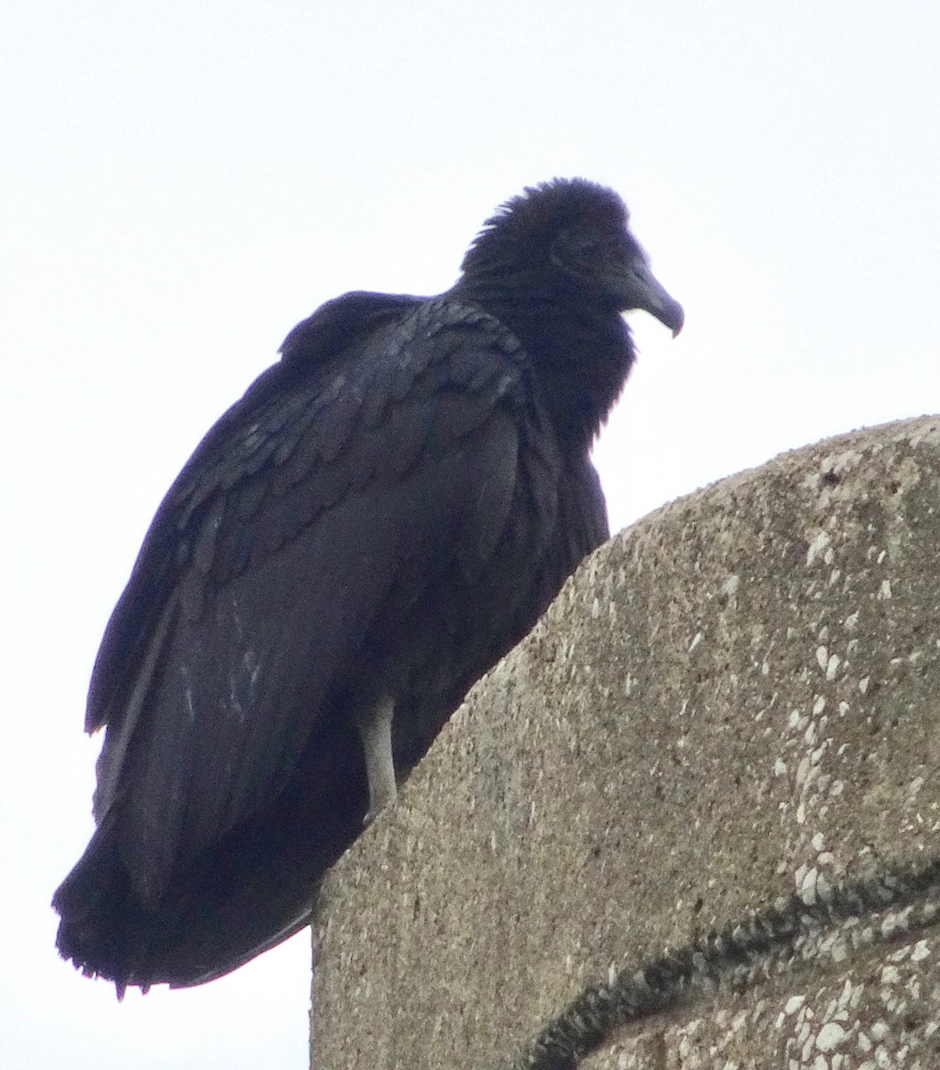 Black Vulture - ML399712581
