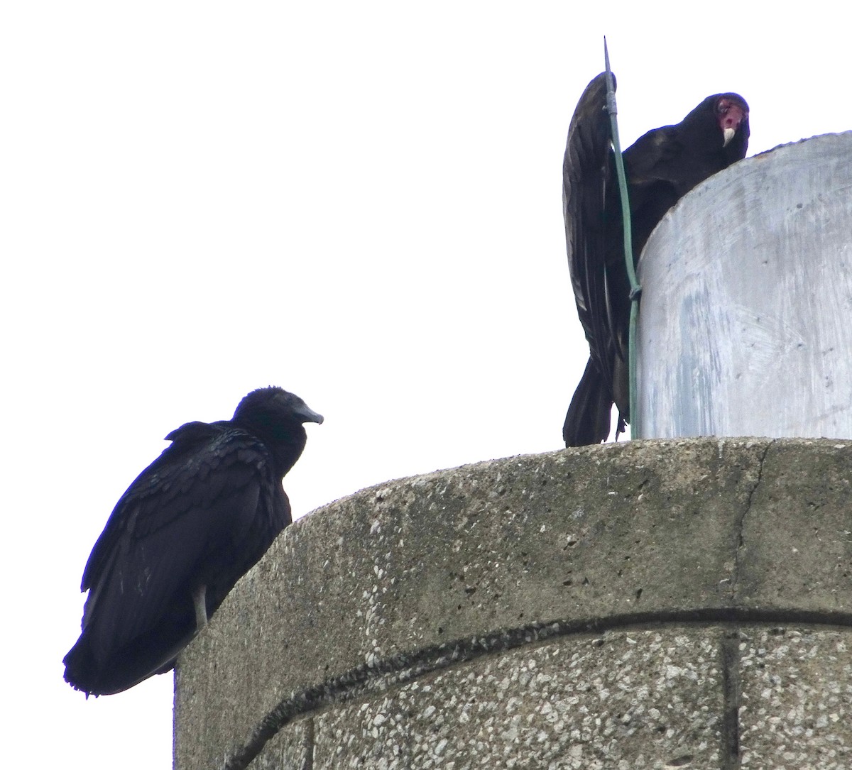 Black Vulture - Jassen & Laura T.