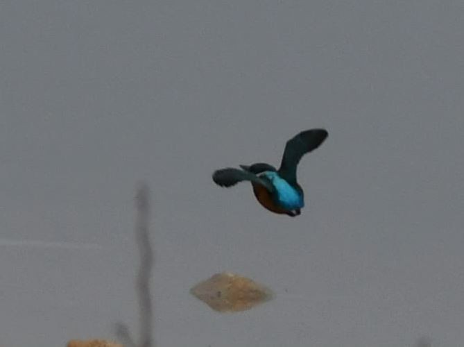 Common Kingfisher - Göktuğ  Güzelbey