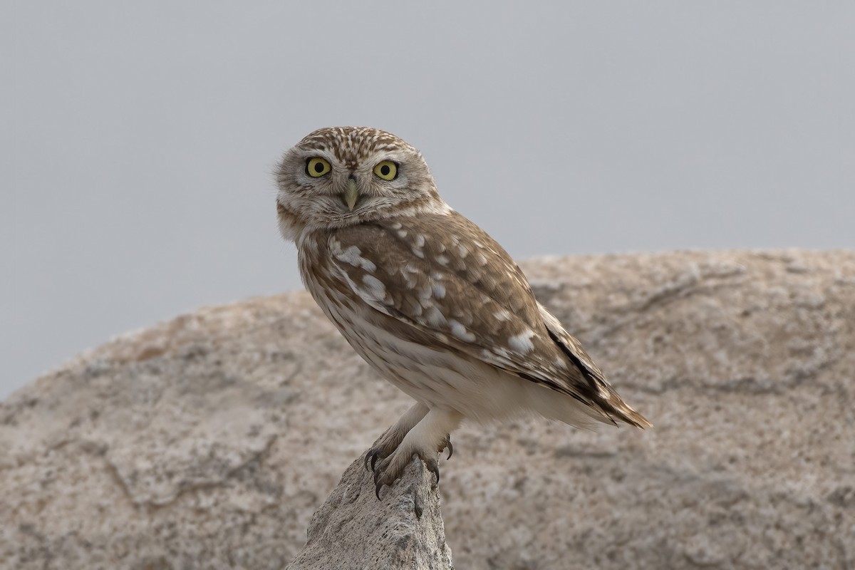 Little Owl - Göktuğ  Güzelbey