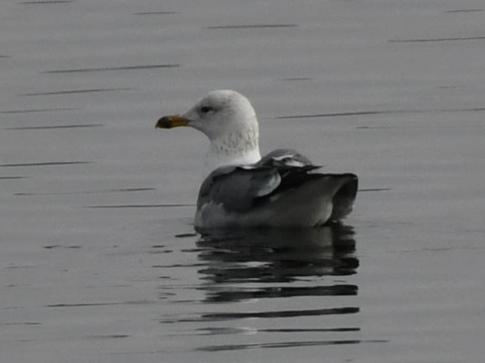 Armenian Gull - Göktuğ  Güzelbey