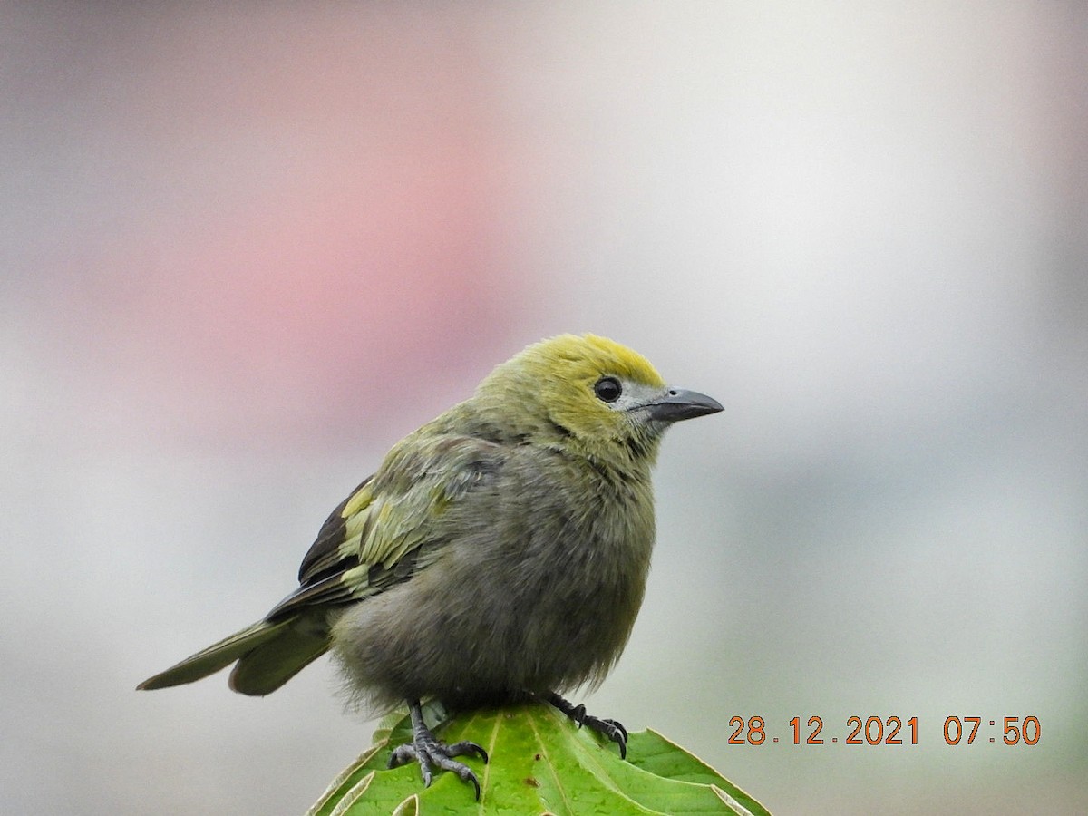 Palm Tanager - ML399717381