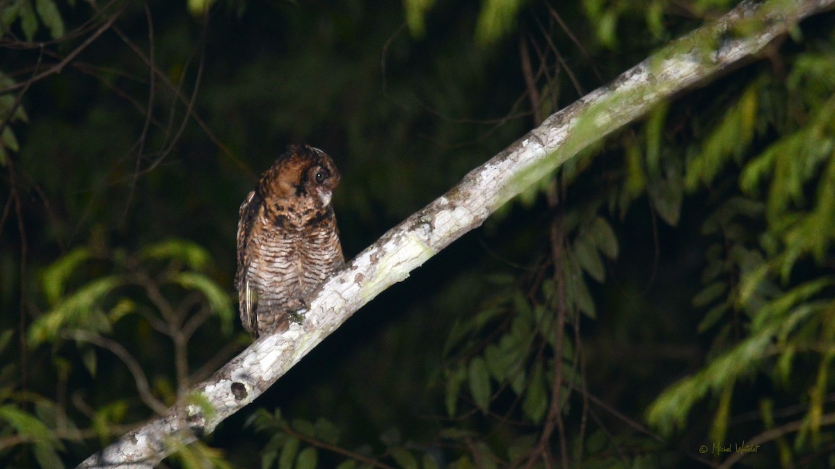 Fraser's Eagle-Owl (Usambara) - Michel Watelet