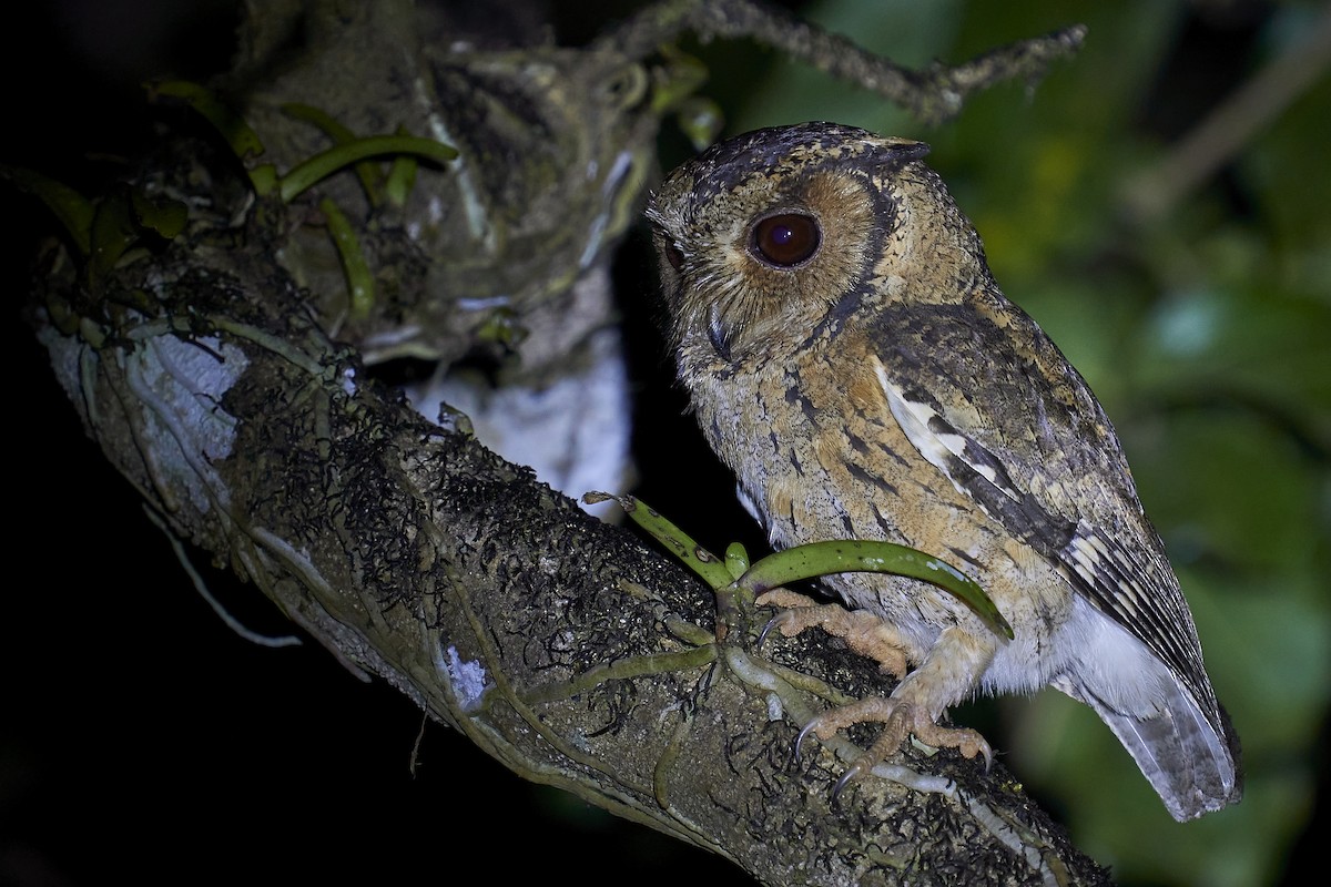 Indian Scops-Owl - Raghavendra  Pai
