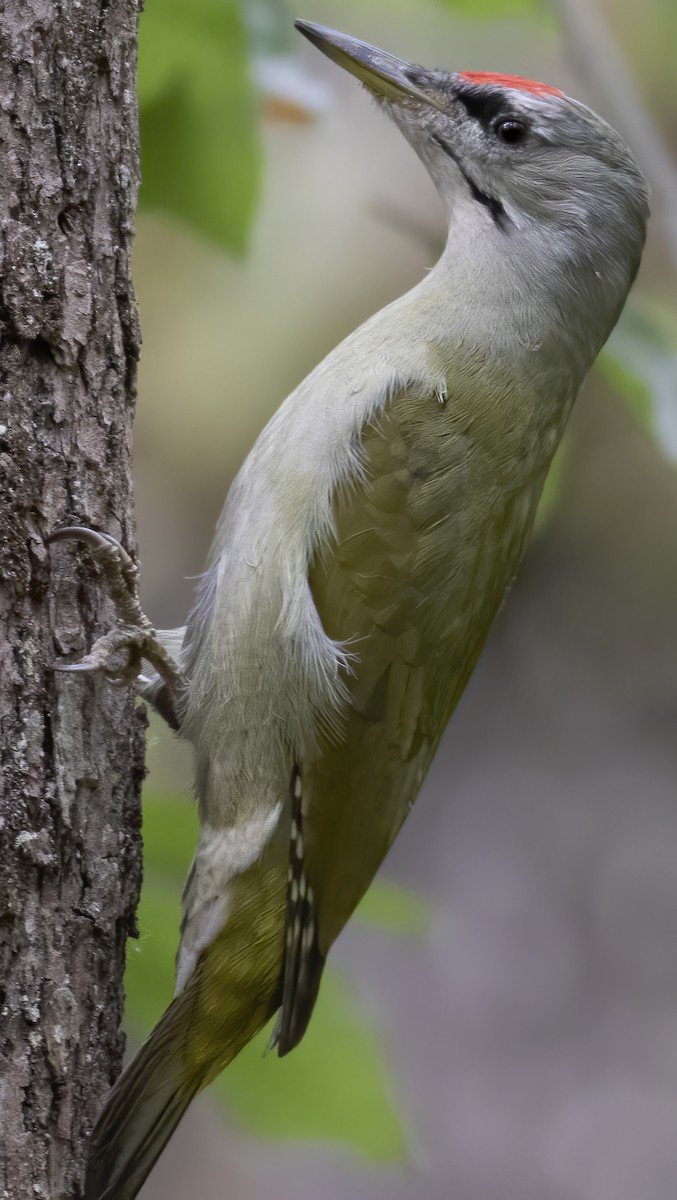 Gray-headed Woodpecker - ML399720811